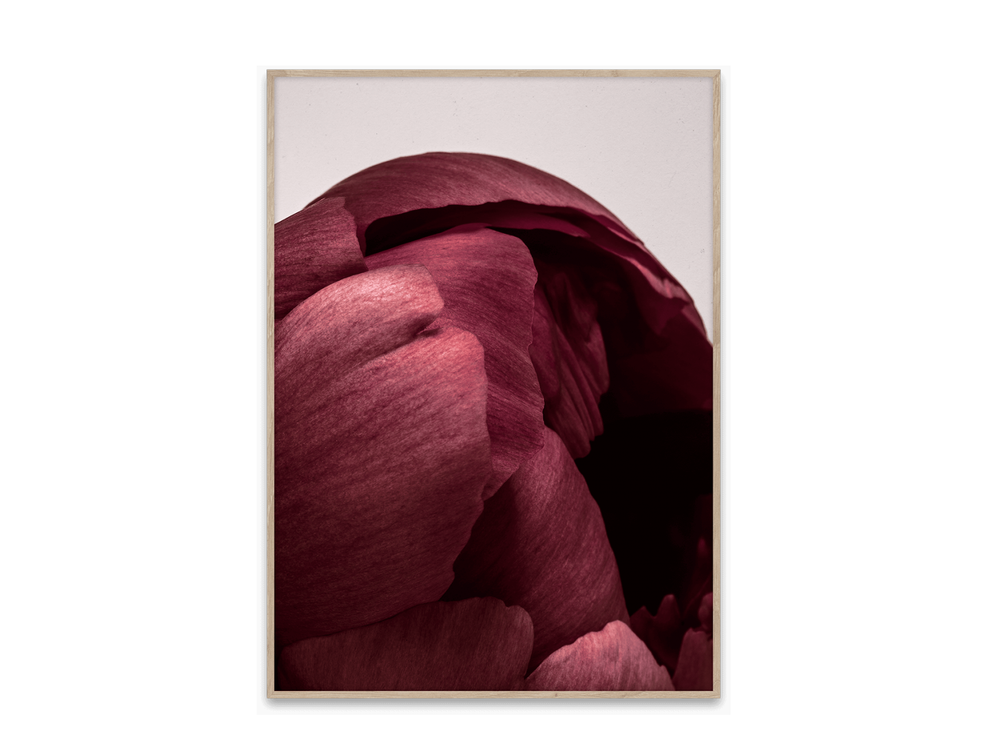 Poster PEONIA 01 PPC 09102