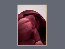 Poster PEONIA 01 PPC 09102