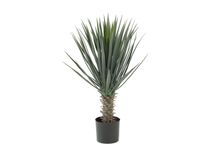 Kunstplant ZELENA - Yucca KAV AA3183