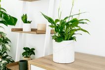 Plantenpot Ø12 cm JANE - Sandy Beige BOU DD0114