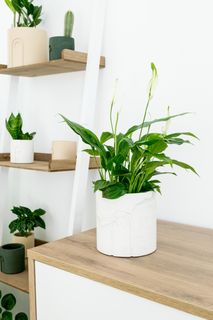 Plantenpot Ø12 cm JANE - Sandy Beige BOU DD0114