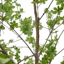 Kunstboom ENKIANTHUS met bruine stam en lichtgroene bladeren van kunststof.