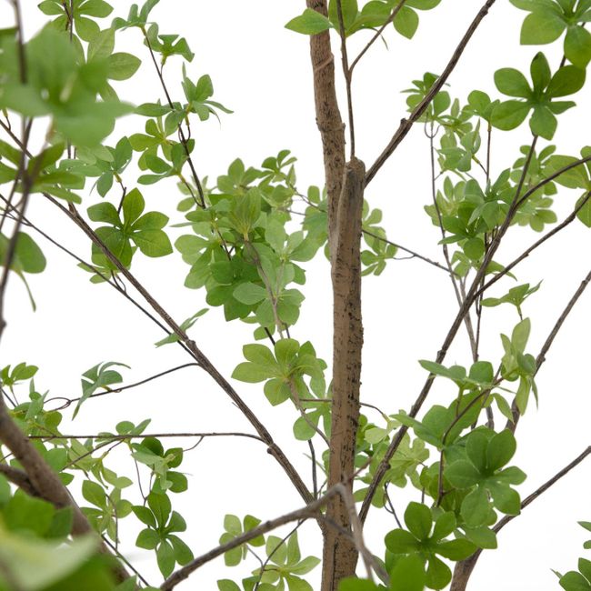 Kunstboom ENKIANTHUS met bruine stam en lichtgroene bladeren van kunststof.