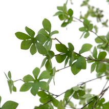 Kunstboom ENKIANTHUS KAV D1700006SS06