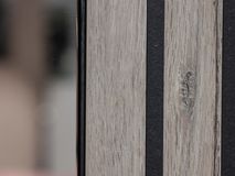 Schuifdeurkast LIMA - Lichtgrijs eiken MBR LI SK25-MOLG