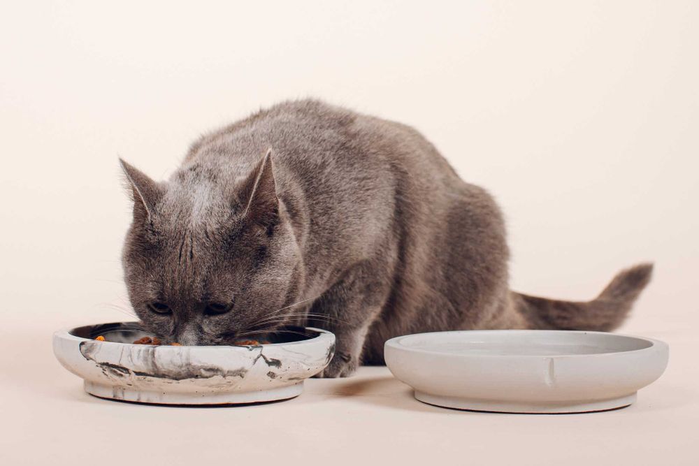 Voerbak small SNORHAAR - Dolphin Grey/Egaal PIN CF0121