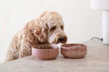 Klassieke voerbak hond LARGE - Foxy Terra / Egaal PIN CF0341