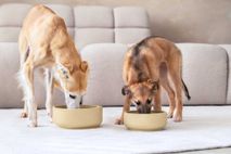 Klassieke voerbak hond MEDIUM - Camel Brown / Egaa PIN CF0311